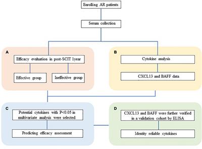 Circulating C-X-C Motif Ligand 13 as a Biomarker for Early Predicting Efficacy of Subcutaneous Immunotherapy in Children With Chronic Allergic Rhinitis